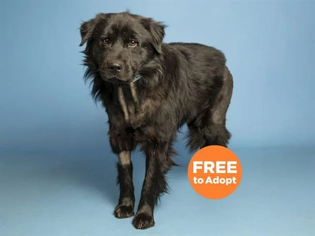 An adult large-sized male Chow Chow dog named Bear for adoption in Phoenix, AZ
