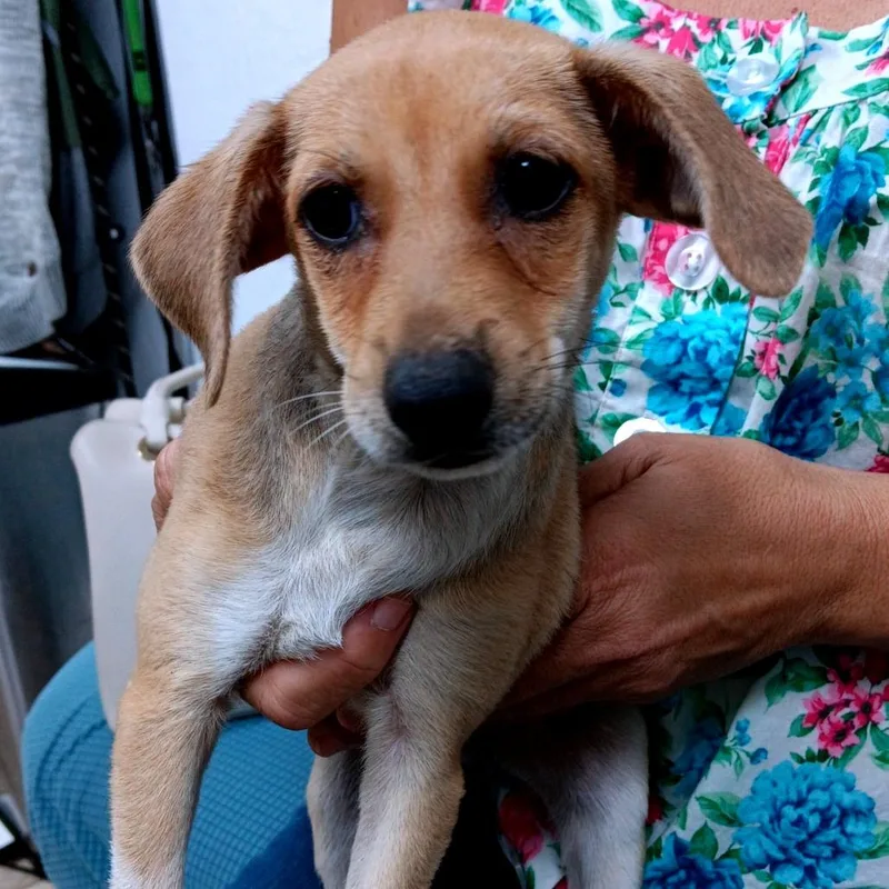 A baby medium-sized male Yellow / Tan / Blond / Fawn Mixed Breed dog named Rafael for adoption in Guaynabo, PR