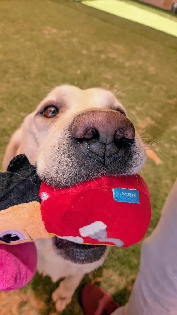 An adult large-sized male Labrador Retriever dog named Max for adoption in Seguin, TX