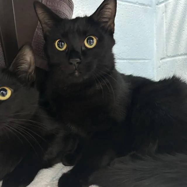 A young medium-sized female Domestic Short Hair cat named Cucumber for adoption in Lincolnton, NC