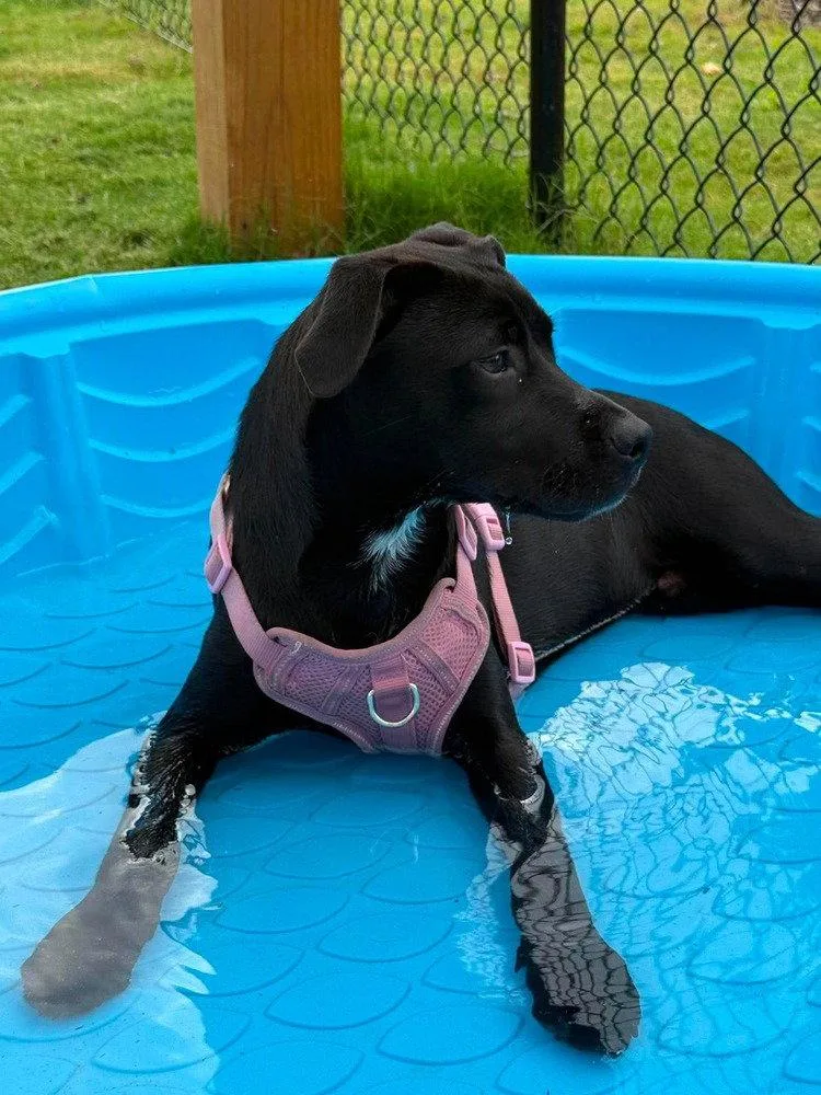 A baby medium-sized female Terrier dog named Finita for adoption in Candler, NC