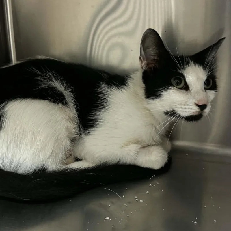 An adult small-sized female Black Domestic Short Hair cat named Tamisra for adoption in Spruce Pine, NC