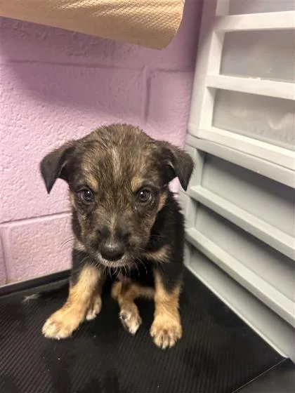 A baby small-sized male Brown / Chocolate Australian Shepherd dog named 61395397 for adoption in El Paso, TX