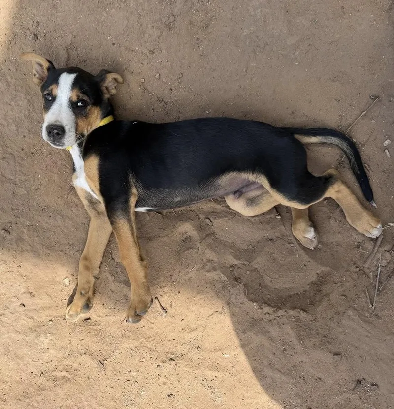A baby large-sized male Tricolor (Brown, Black, & White) Pit Bull Terrier dog named Archer for adoption in Warr Acres, OK
