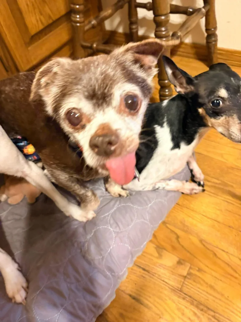 A senior small-sized male Chihuahua dog named Cassidy for adoption in New London, WI