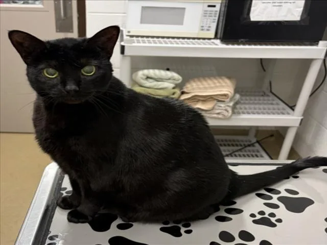 A senior medium-sized female Domestic Short Hair cat named Cola for adoption in Derwood, MD