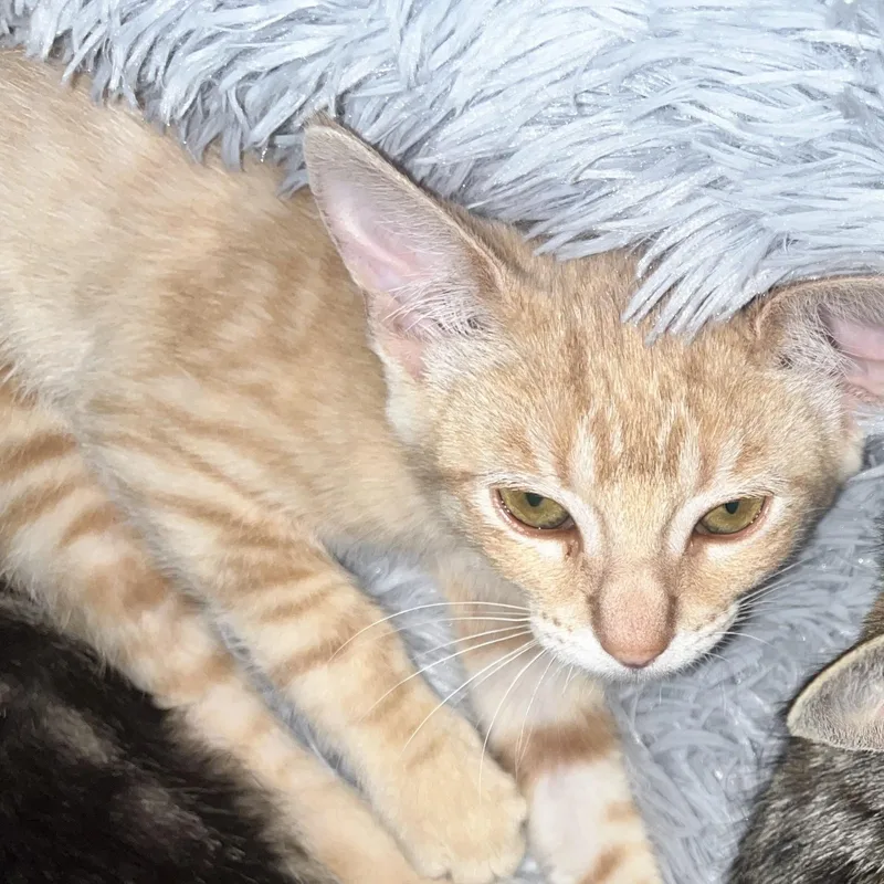 A baby medium-sized female Tabby (Orange / Red) Domestic Short Hair cat named Dijon for adoption in Santa Ana, CA