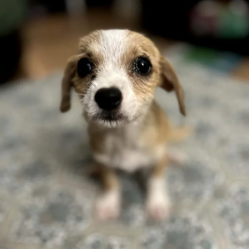 A baby small-sized female Apricot / Beige Chihuahua dog named Ginger for adoption in Santa Fe, TX