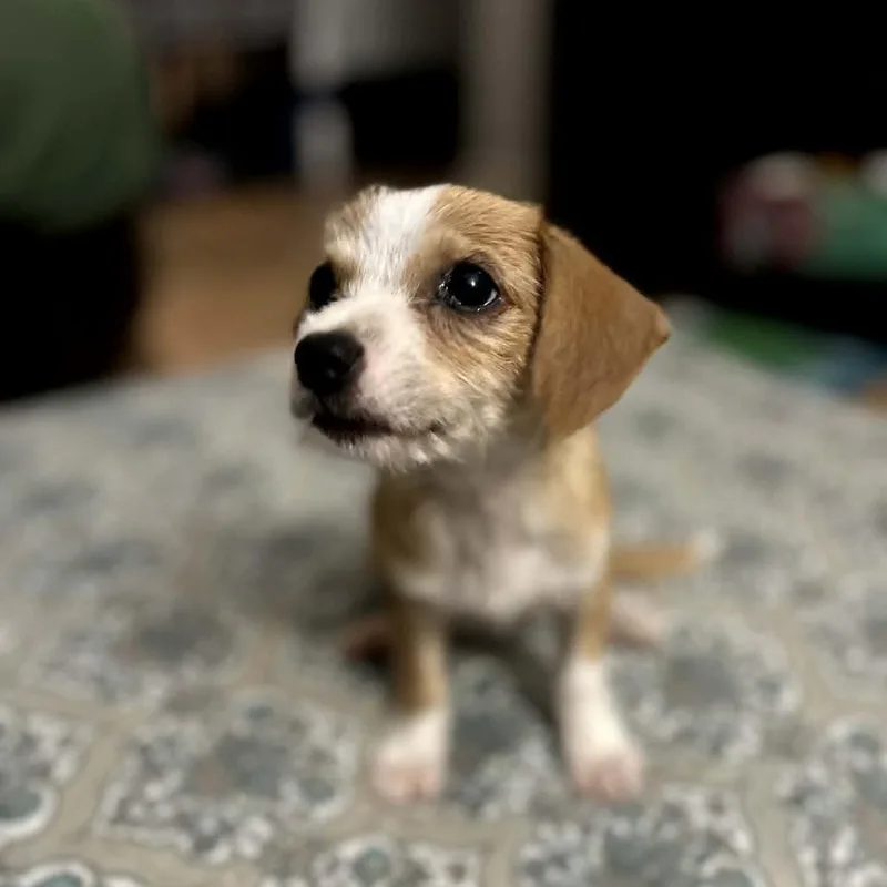 Ginger thumbnail 3