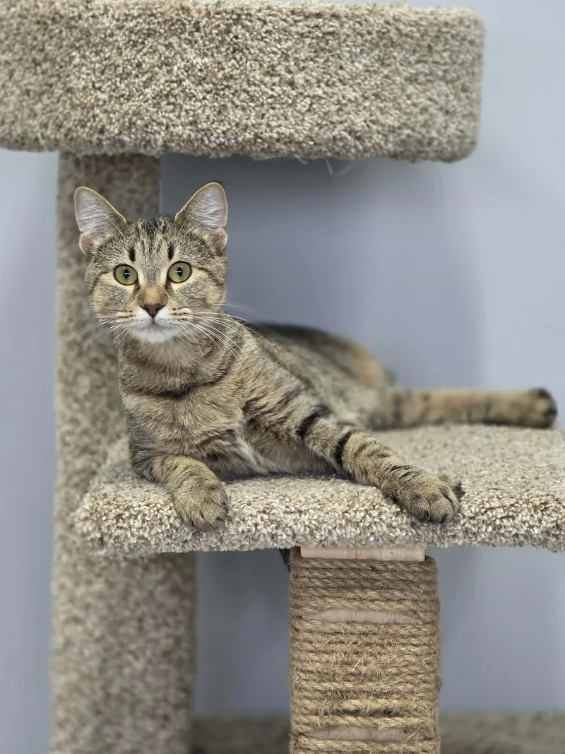 A young medium-sized female Tabby (Brown / Chocolate) Domestic Short Hair cat named Señora for adoption in Blaine, MN