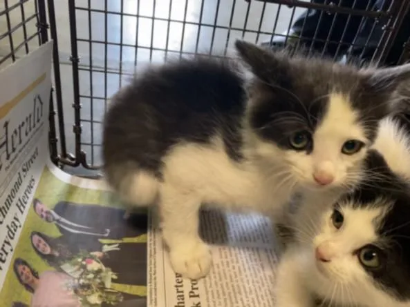 A baby small-sized male Domestic Short Hair cat named Dj for adoption in Los Angeles, CA