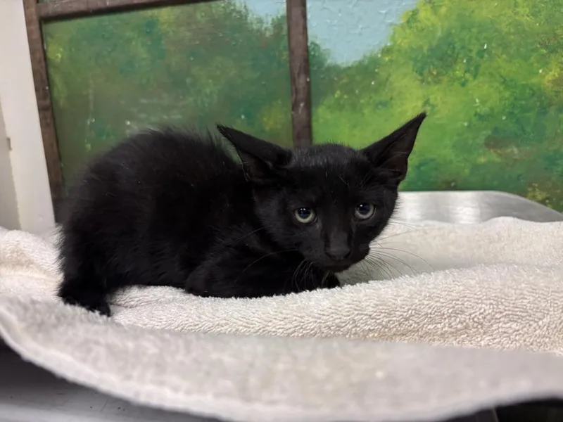 A baby small-sized male Domestic Short Hair cat named Tomas for adoption in Houston, TX