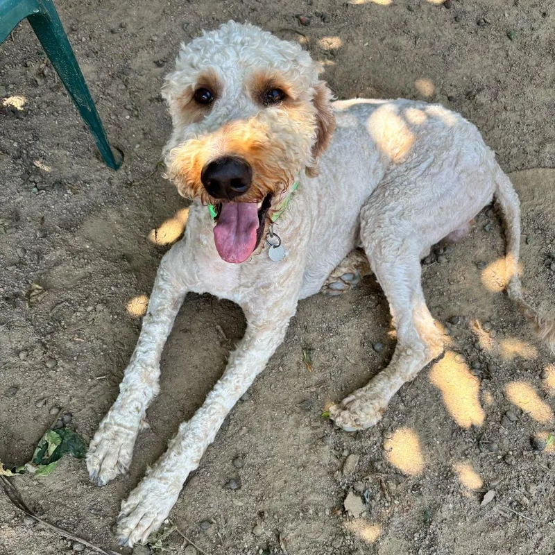 An adult large-sized male Yellow / Tan / Blond / Fawn Standard Poodle dog named Bark Wahlberg for adoption in Riverside, CA
