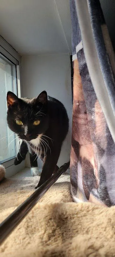 Opal  Willow Grove thumbnail 2