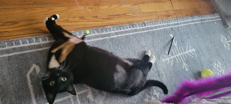 Opal  Willow Grove thumbnail 3