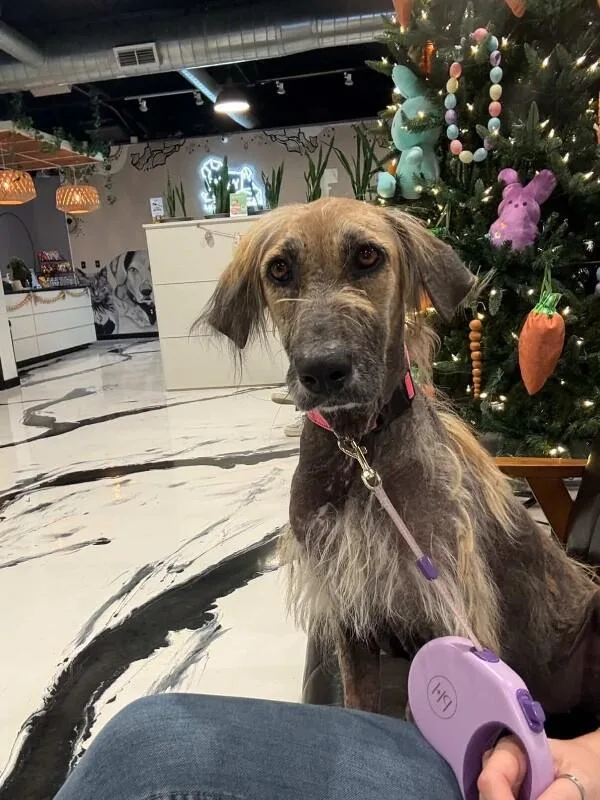 Chickpea thumbnail 2