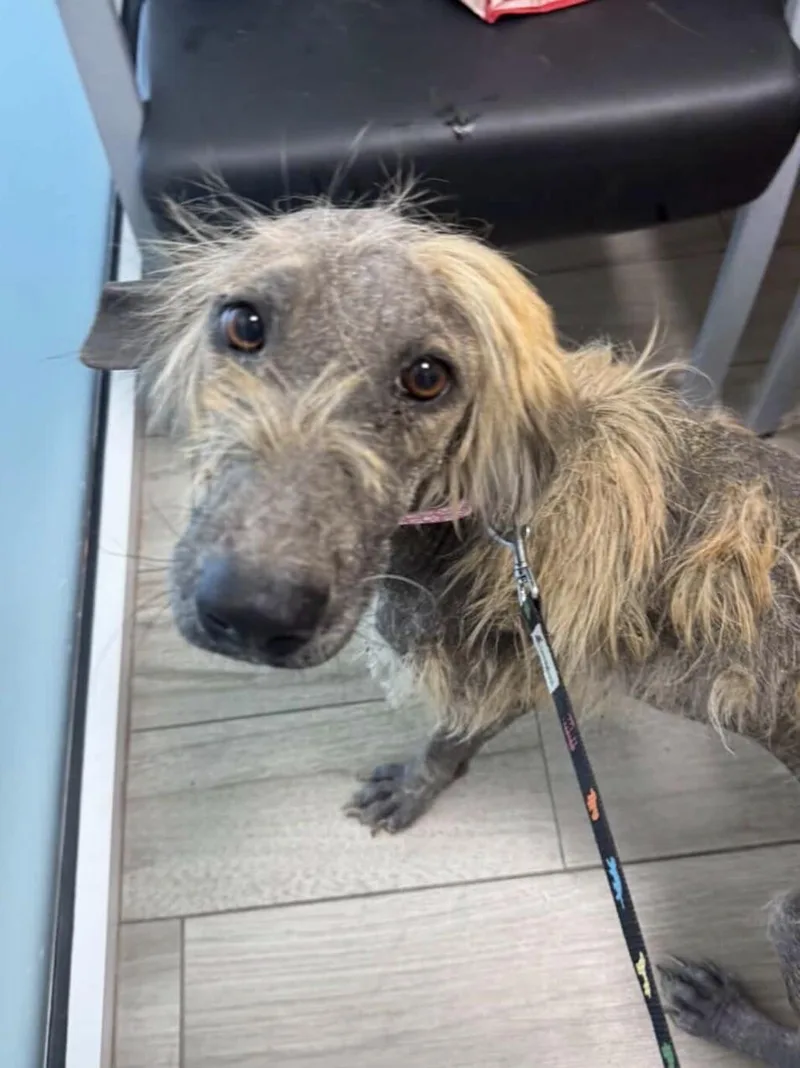 Chickpea thumbnail 3