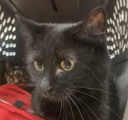 An adult medium-sized female Domestic Short Hair cat named Minnie for adoption in Cincinnati, OH
