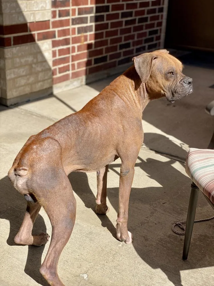 An adult medium-sized male Yellow / Tan / Blond / Fawn Boxer dog named Sylvester for adoption in Hewitt, TX