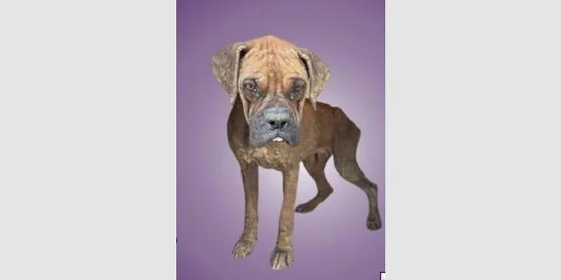Sylvester thumbnail 5