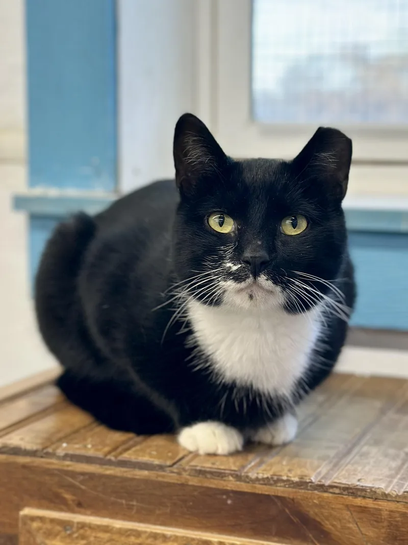 Boss Man thumbnail 2