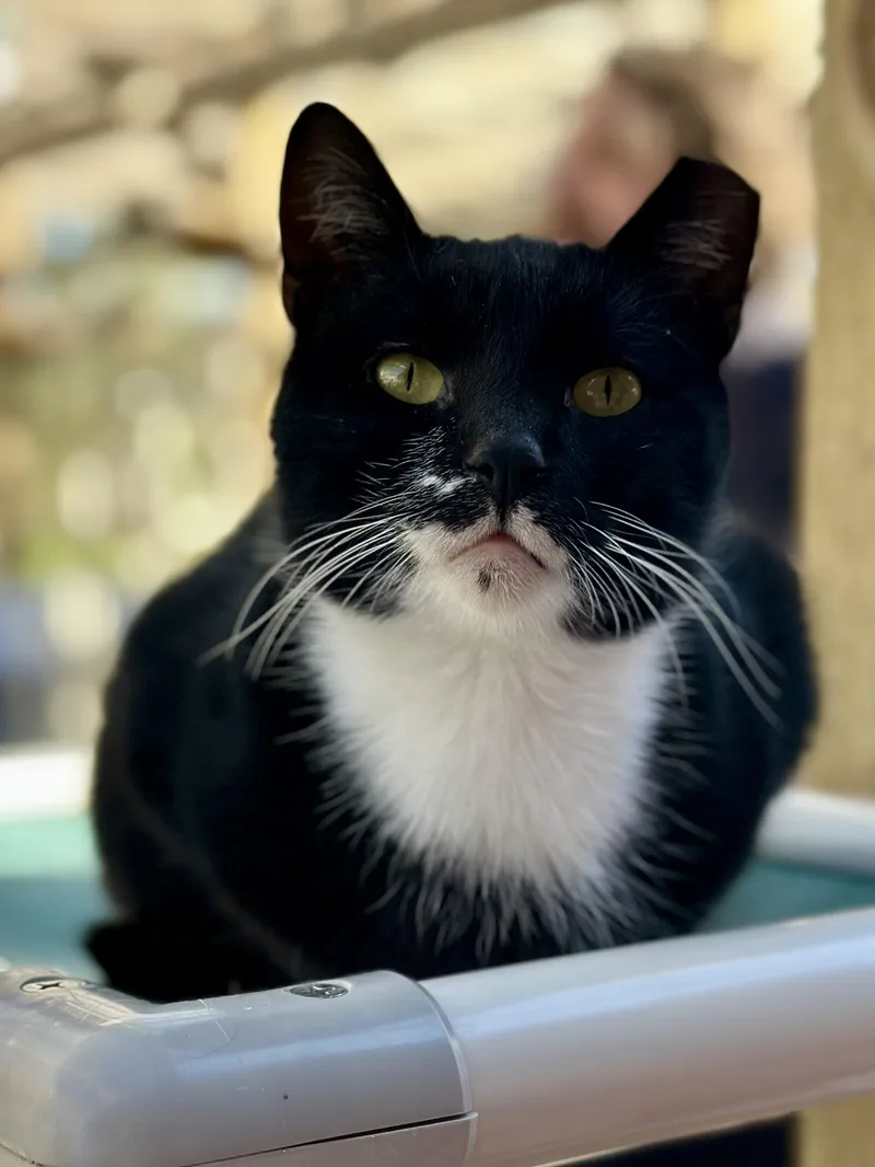 Boss Man thumbnail 4