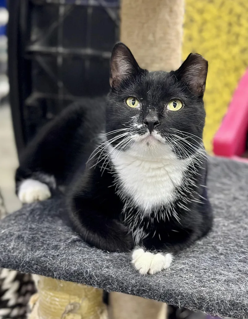 Boss Man thumbnail 5