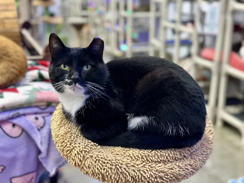 Boss Man thumbnail 6