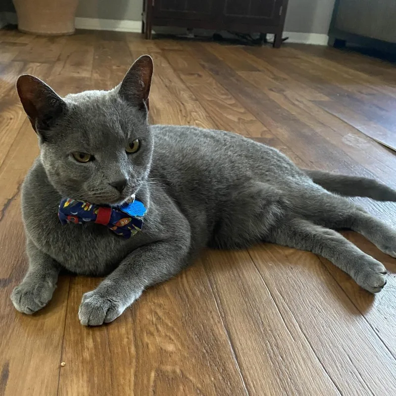 A senior large-sized male Gray / Blue / Silver Korat cat named Edwin for adoption in Birmingham, AL