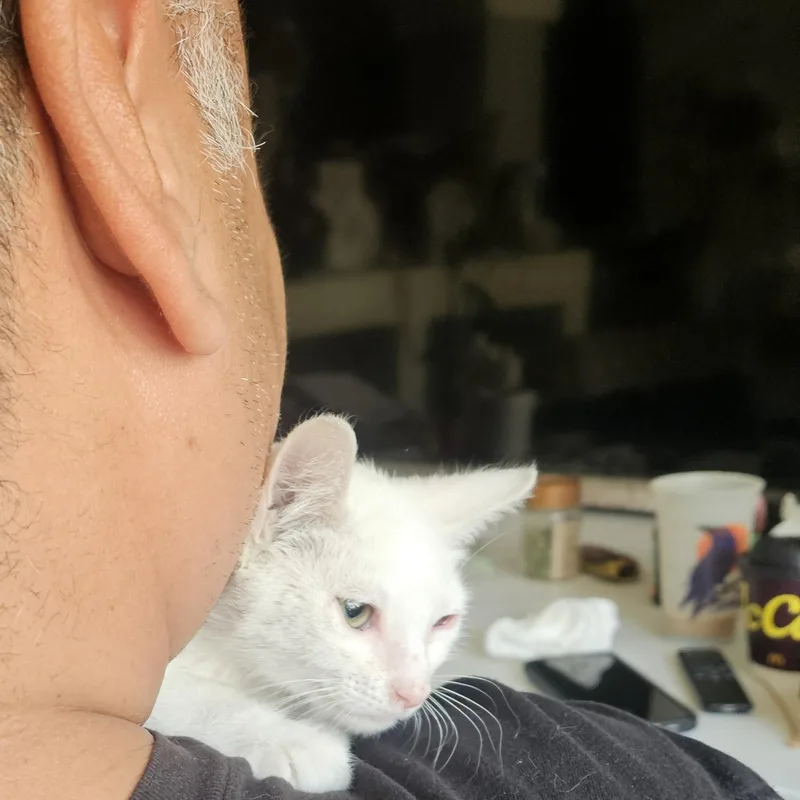 A baby medium-sized female White Domestic Short Hair cat named Safeway De Ja Vue for adoption in Phoenix, AZ