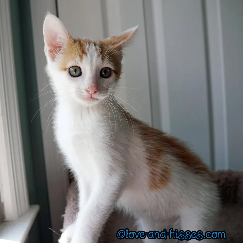 A baby small-sized male Orange & White Domestic Short Hair cat named Pierogi for adoption in Capshaw, AL