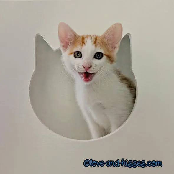 Pierogi thumbnail 2