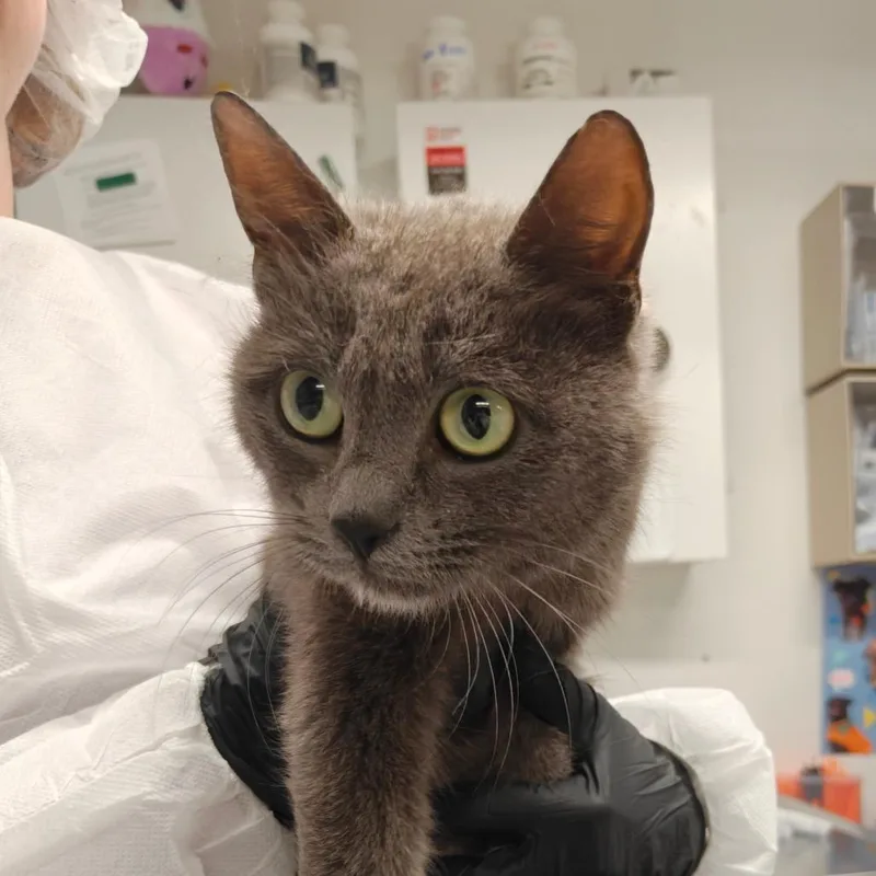 A young medium-sized female Gray / Blue / Silver Domestic Short Hair cat named Jengu for adoption in New York, NY