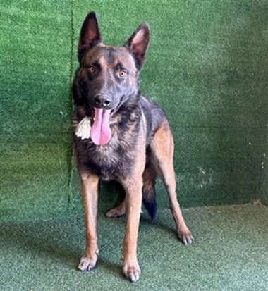 An adult large-sized male German Shepherd Dog dog named King for adoption in Lancaster, CA