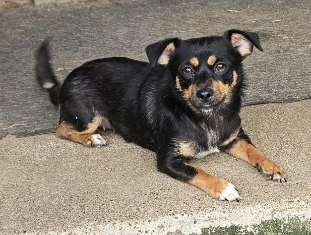 A young small-sized female Bicolor Chihuahua dog named Angel for adoption in Longview, WA