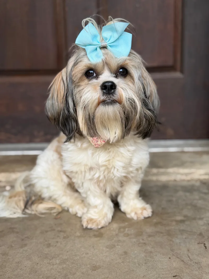 An adult small-sized female Shih Tzu dog named Ellie Jay for adoption in University Place, WA