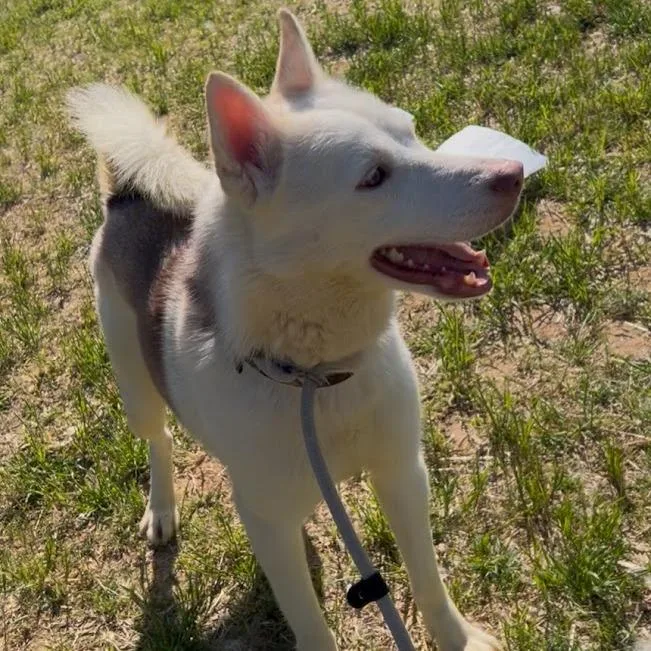 Draco