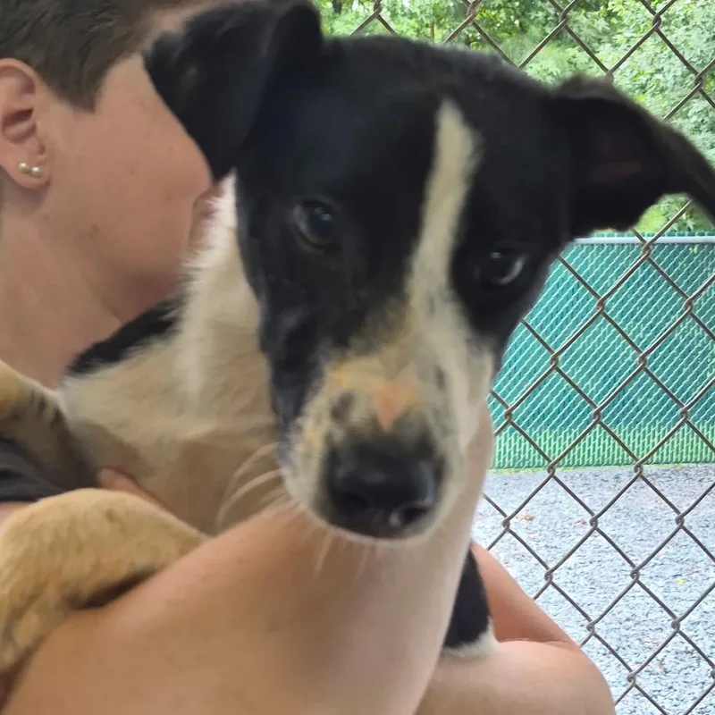 A young small-sized male White / Cream Mixed Breed dog named Franklin for adoption in Mount Gilead, NC
