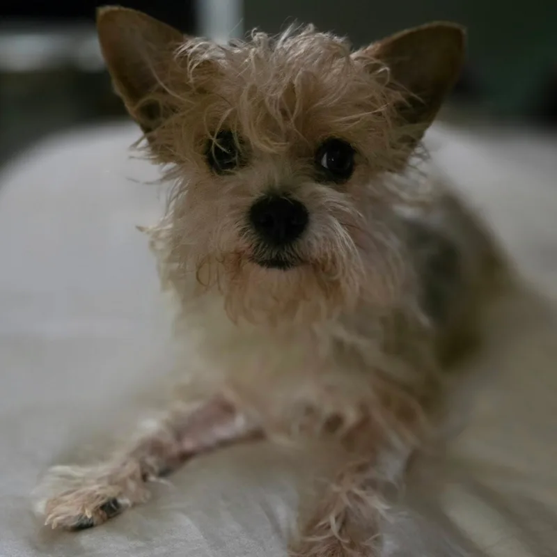 A young small-sized male White / Cream Yorkshire Terrier dog named Bentley for adoption in Anderson, SC