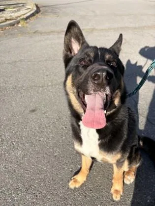 A young large-sized male German Shepherd Dog dog named Gunther for adoption in Seattle, WA
