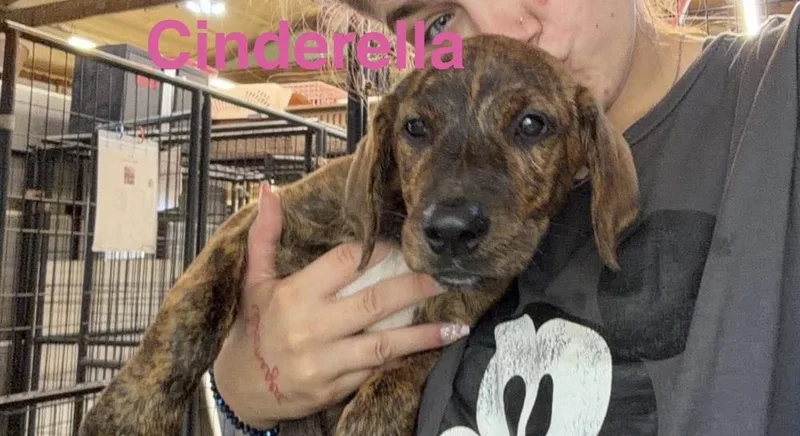 A baby medium-sized female Brindle Plott Hound dog named Cinderella for adoption in Warrenton, MO