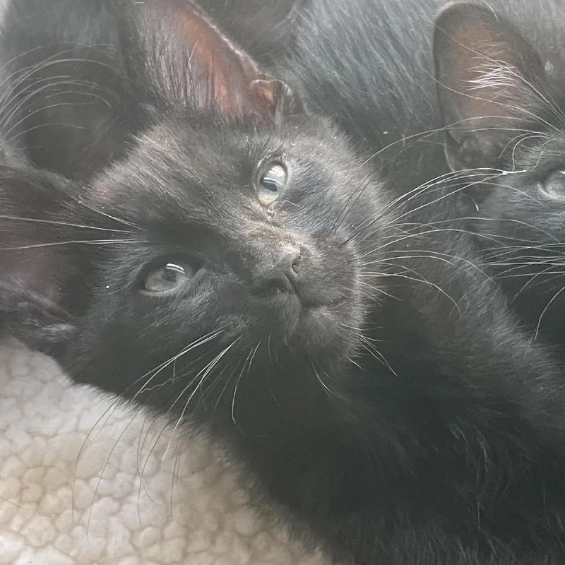A baby medium-sized male Black Domestic Medium Hair cat named Howl for adoption in Las Vegas, NV