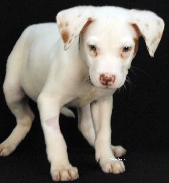 A baby medium-sized male White / Cream Beagle dog named Soda Pop for adoption in Newland, NC