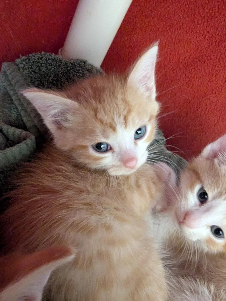 A baby small-sized female Domestic Short Hair cat named Sookie for adoption in Barron, WI