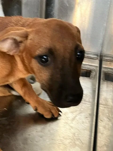 A baby small-sized male Mixed Breed dog named Robin for adoption in Dallas, TX