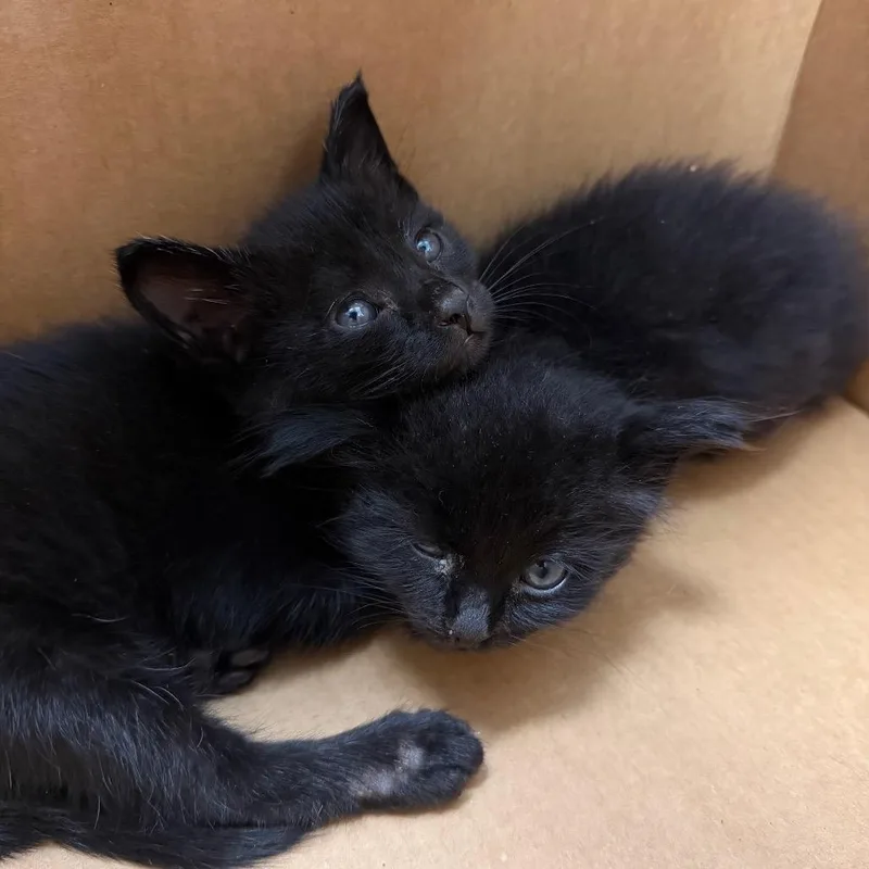 A baby small-sized male Black Domestic Short Hair cat named Vanilla Bean for adoption in Austin, TX
