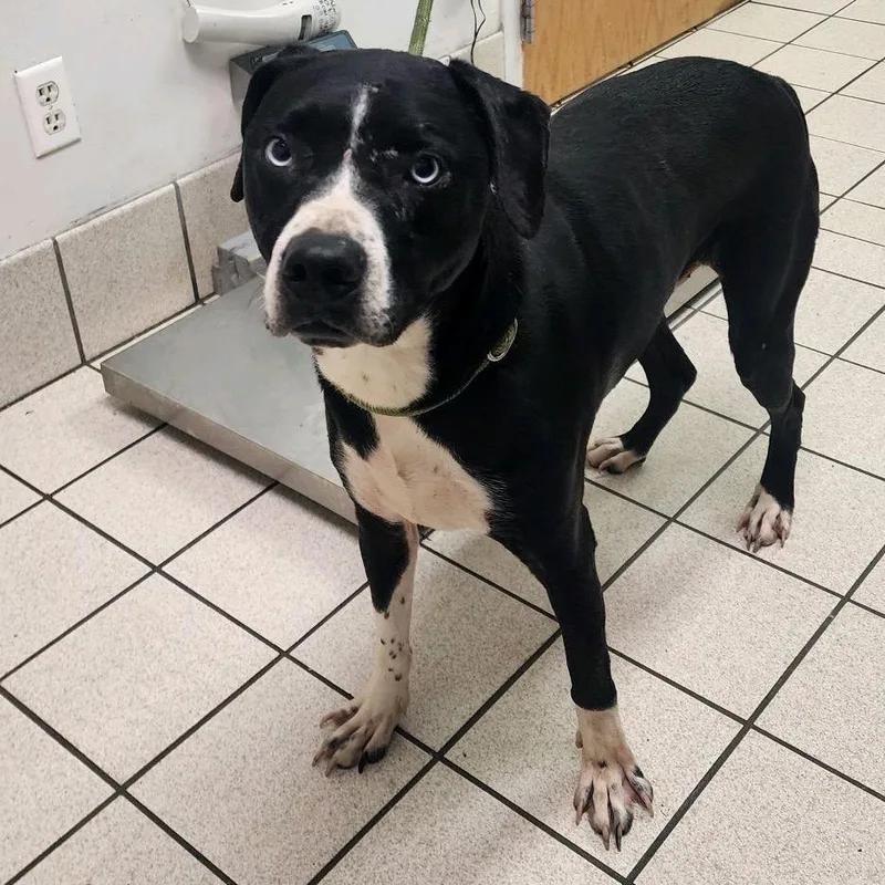 An adult medium-sized male Black Mixed Breed dog named Granola for adoption in Charleston, WV