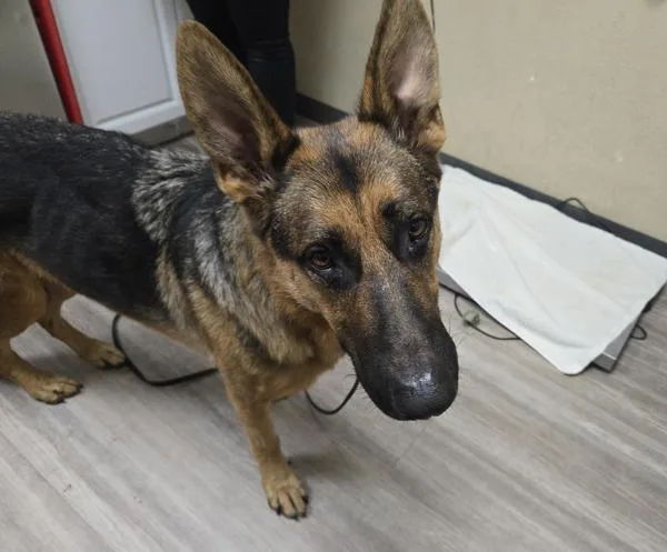 An adult large-sized male German Shepherd Dog dog named Andy for adoption in Oceanside, CA