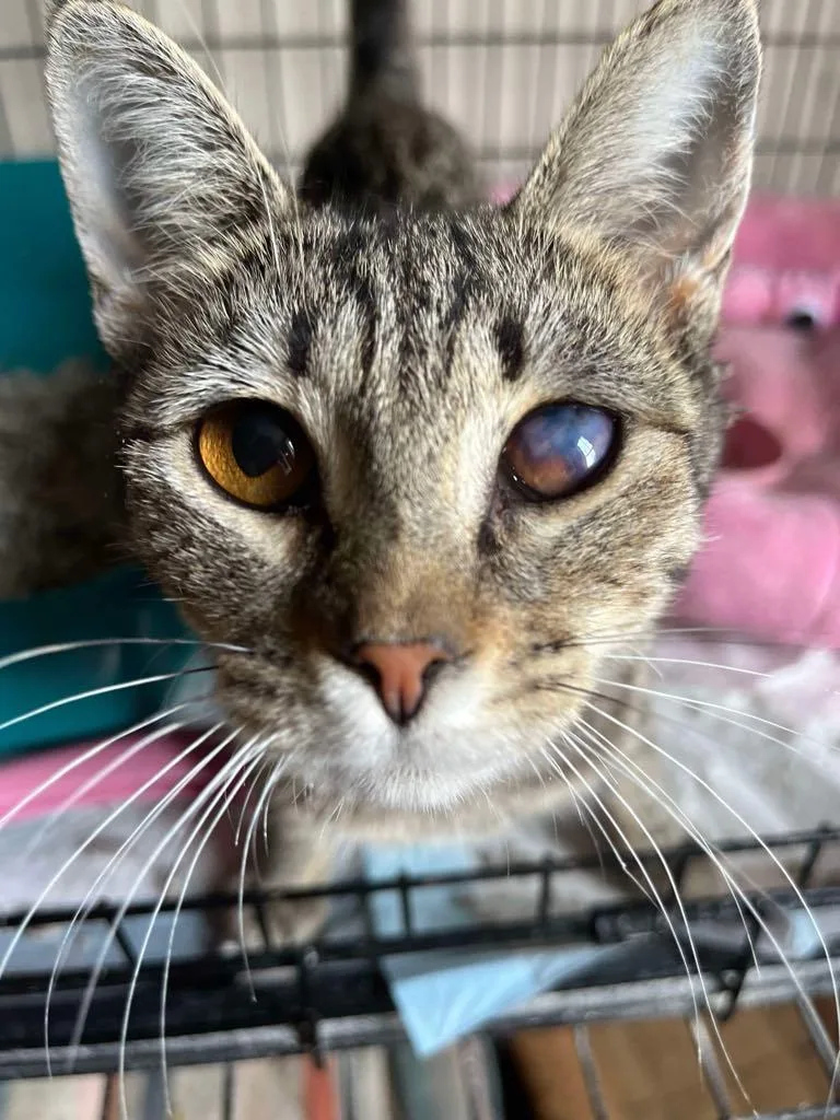 A young medium-sized female Tabby (Brown / Chocolate) Domestic Short Hair cat named Aya for adoption in Martinsburg, WV