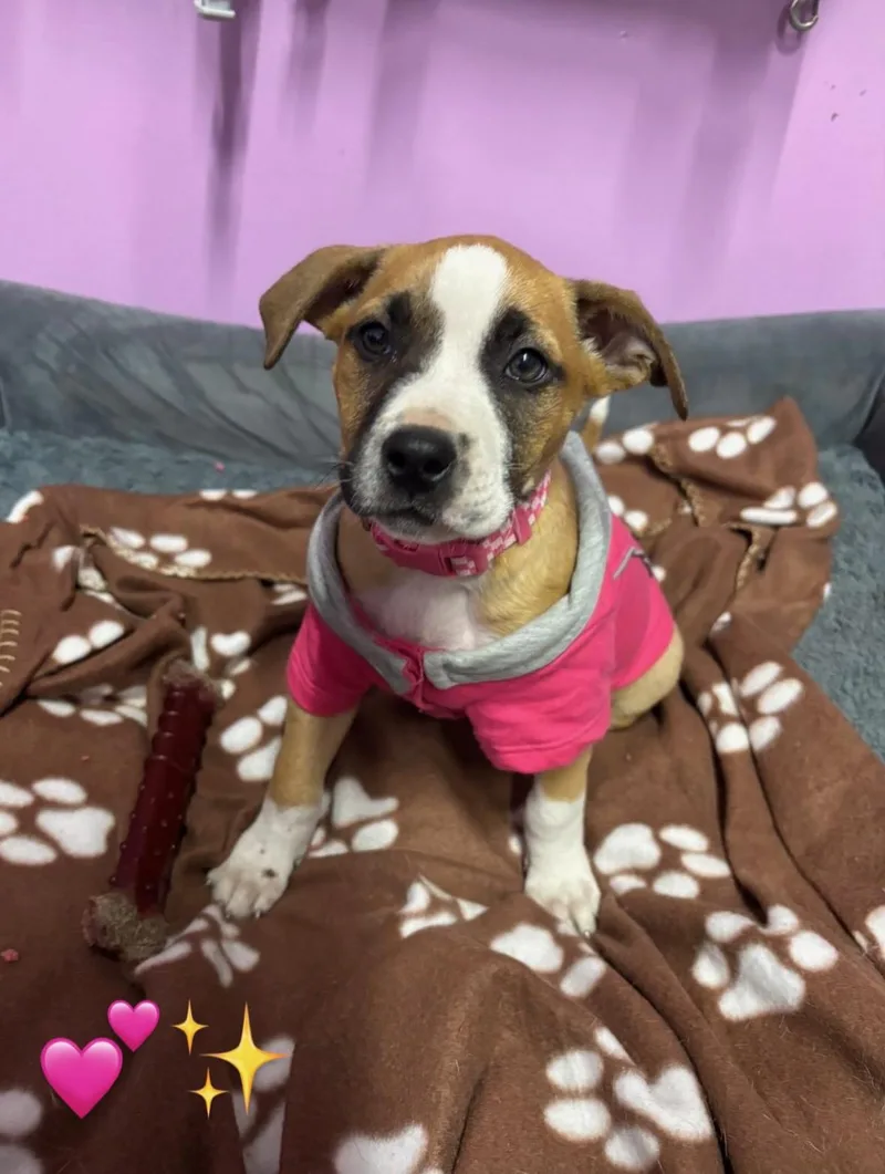 A baby medium-sized female Apricot / Beige Pit Bull Terrier dog named Panther for adoption in Kansas City, MO